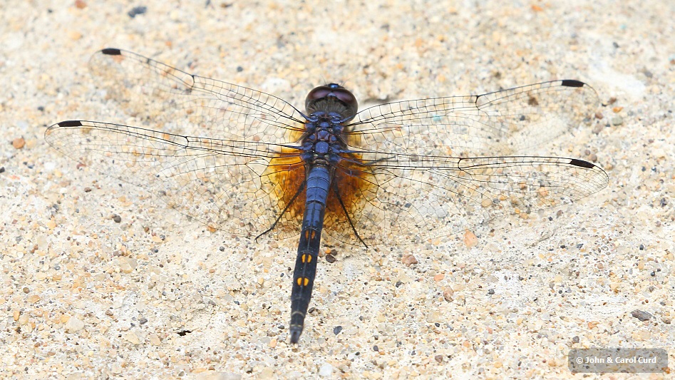 J17_2920 Trithemis festiva male.JPG